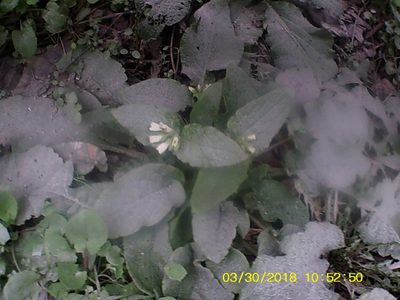 Symphytum tauricum, photographed by Михаил Орлов