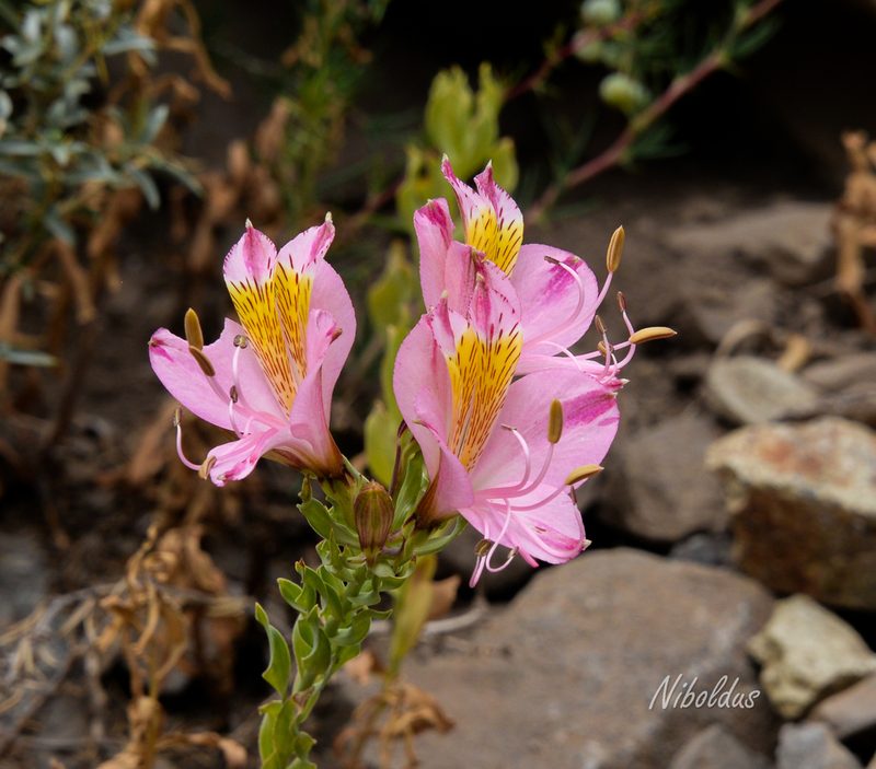 Alstroemeria exerens, photographed by Nicolás Villaseca Merino