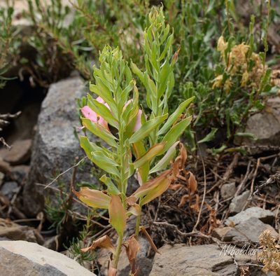 Alstroemeria exerens, photographed by Nicolás Villaseca Merino