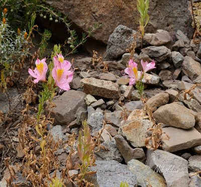 Alstroemeria exerens, photographed by Nicolás Villaseca Merino