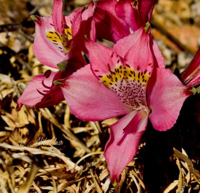 Alstroemeria hookeri, photographed by Nicolás Villaseca Merino