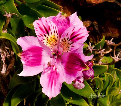 Alstroemeria pelegrina, photographed by Nicolás Villaseca Merino