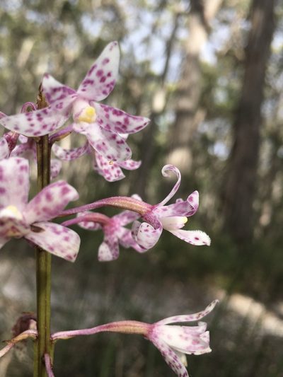 Dipodium pardalinum, photographed by yatesy