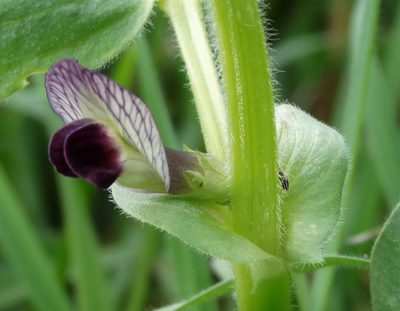 Vicia johannis, photographed by Kostas Zontanos
