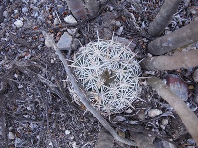 Coryphantha echinoidea, photographed by Alejandro Gómez Maya