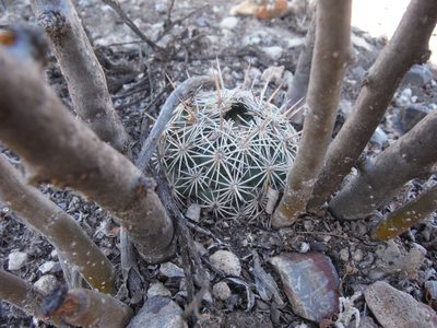 Coryphantha echinoidea, photographed by Alejandro Gómez Maya