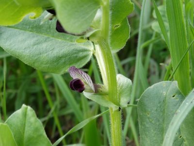 Vicia johannis, photographed by Kostas Zontanos