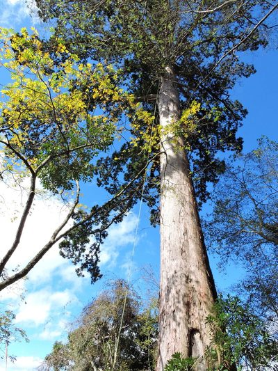 Taiwania cryptomerioides, photographed by Jacy Chen