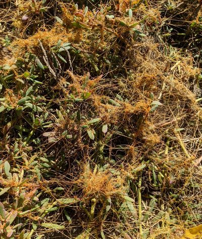 Cuscuta salina, photographed by Lyrae