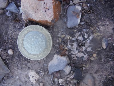Ariocarpus kotschoubeyanus, photographed by Alejandro Gómez Maya