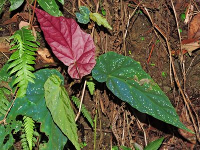 Begonia lukuana, photographed by Jacy Chen