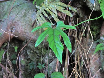 Aristolochia cucurbitifolia, photographed by Jacy Chen