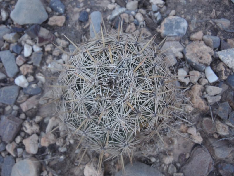 Coryphantha echinoidea, photographed by Alejandro Gómez Maya