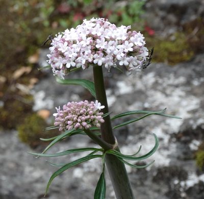 Valeriana italica, photographed by Kostas Zontanos