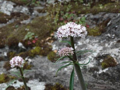 Valeriana italica, photographed by Kostas Zontanos