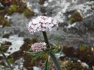 Valeriana italica, photographed by Kostas Zontanos
