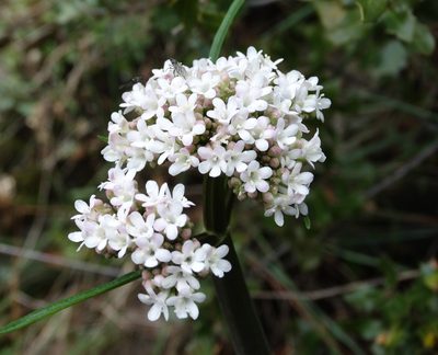Valeriana italica, photographed by Kostas Zontanos
