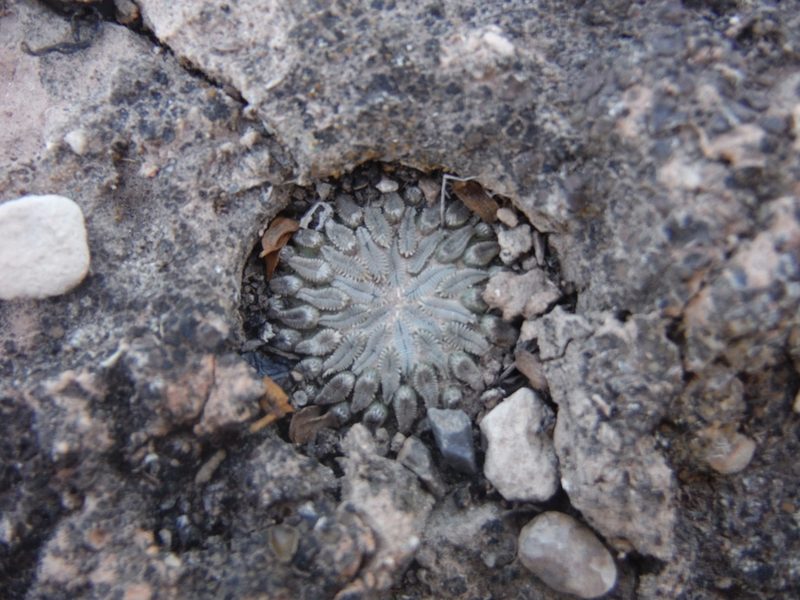 Pelecyphora aselliformis, photographed by Alejandro Gómez Maya
