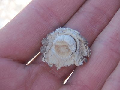 Pelecyphora aselliformis, photographed by Alejandro Gómez Maya
