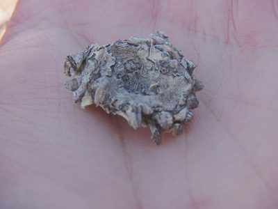 Pelecyphora aselliformis, photographed by Alejandro Gómez Maya
