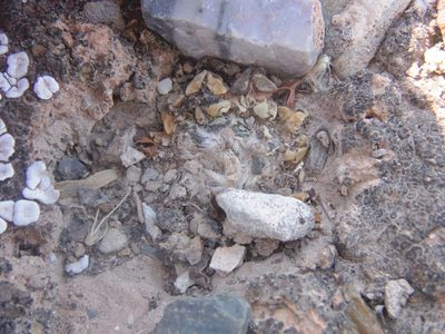 Ariocarpus kotschoubeyanus, photographed by Alejandro Gómez Maya