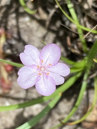 Drosera petiolaris, photographed by Richard Fuller