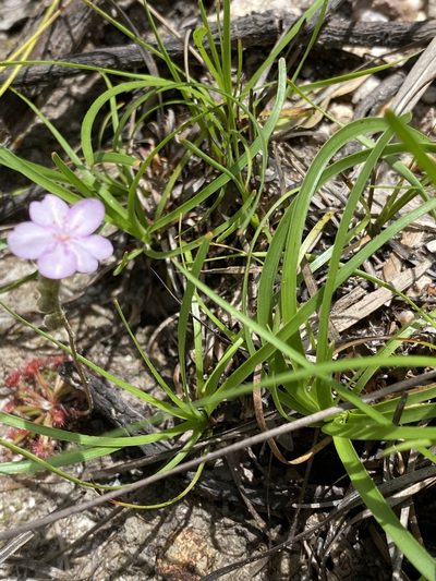 Drosera petiolaris, photographed by Richard Fuller