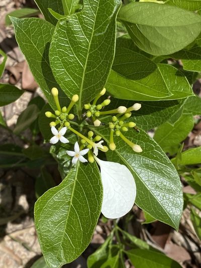 Coelospermum decipiens, photographed by Richard Fuller