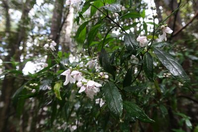 Prostanthera lasianthos, photographed by Cowirrie