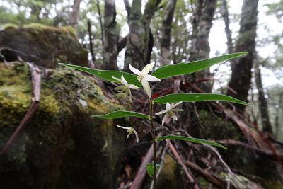 Drymophila cyanocarpa, photographed by Cowirrie