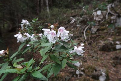 Prostanthera lasianthos, photographed by Cowirrie