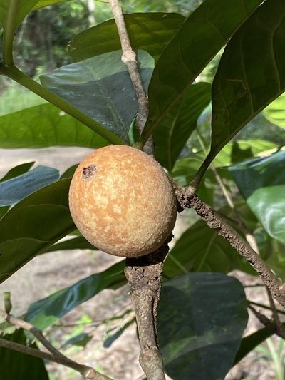 Atractocarpus sessilis, photographed by Richard Fuller