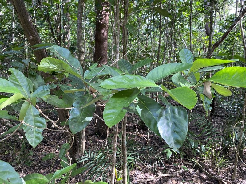 Atractocarpus sessilis, photographed by Richard Fuller