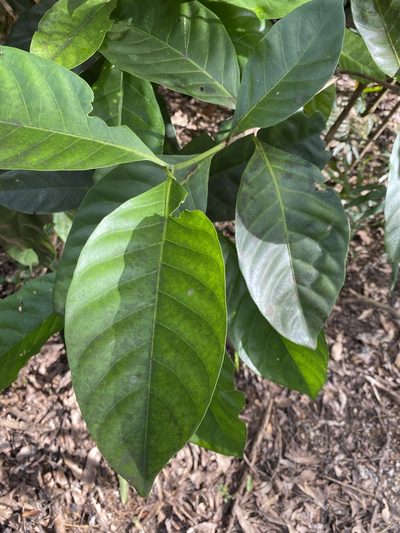 Atractocarpus sessilis, photographed by Richard Fuller