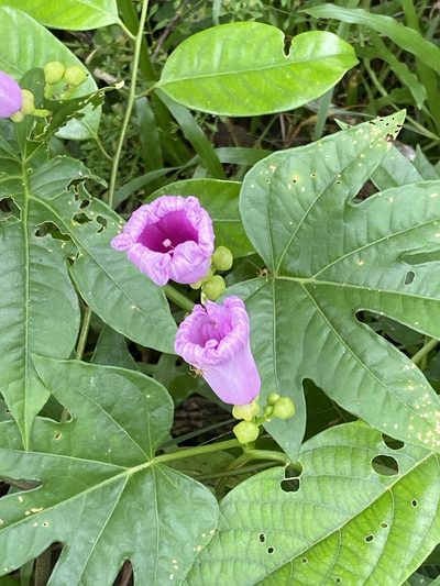 Ipomoea mauritiana, photographed by Richard Fuller