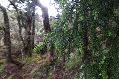 Athrotaxis selaginoides, photographed by Cowirrie