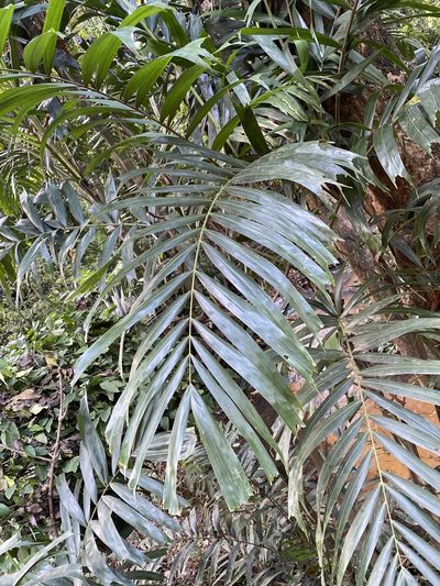 Hydriastele wendlandiana, photographed by Richard Fuller