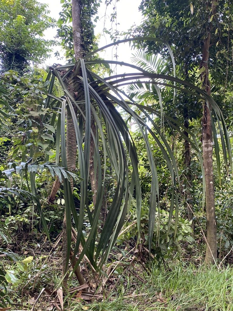 Pandanus krauelianus, photographed by Richard Fuller