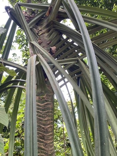 Pandanus krauelianus, photographed by Richard Fuller
