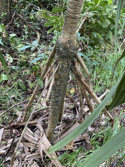 Pandanus krauelianus, photographed by Richard Fuller