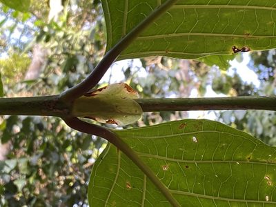 Nauclea orientalis, photographed by Richard Fuller