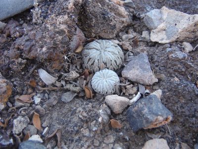 Pelecyphora aselliformis, photographed by Alejandro Gómez Maya