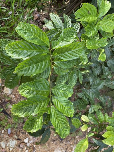 Toechima daemelianum, photographed by Richard Fuller