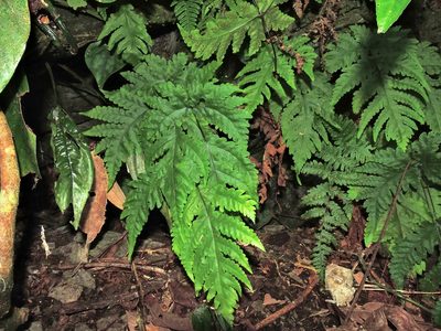Tectaria coadunata, photographed by Jacy Chen