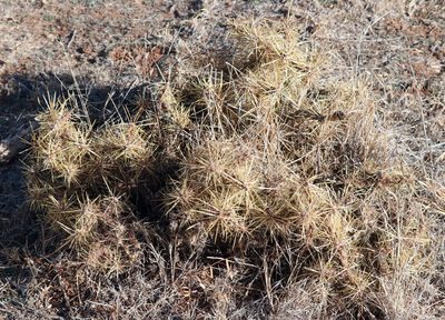 Cylindropuntia davisii, photographed by Catherine C. Galley