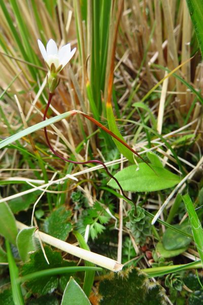 Forstera purpurata, photographed by n_armstrong