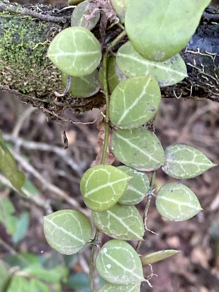 Dischidia ovata, photographed by Richard Fuller