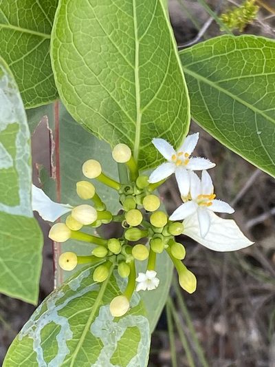 Coelospermum decipiens, photographed by Richard Fuller
