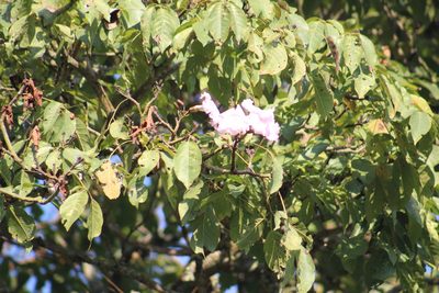 Tabebuia rosea, photographed by GERMAN LEONEL SARMIENTO CRUZ