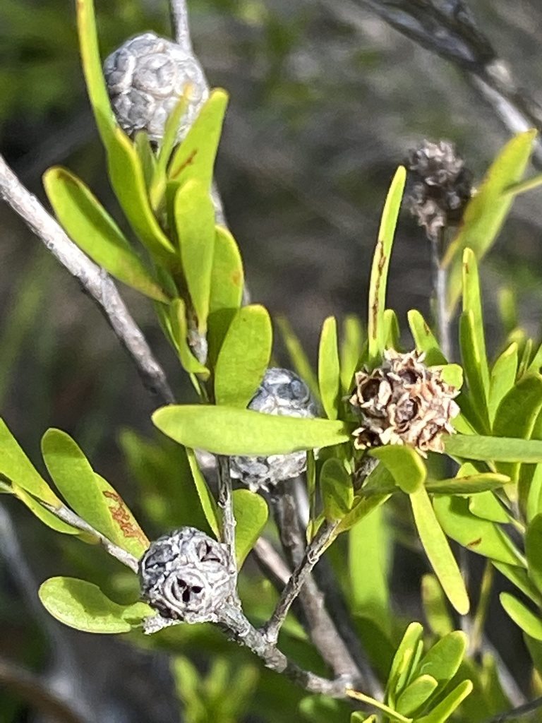 Asteromyrtus lysicephala, photographed by Richard Fuller